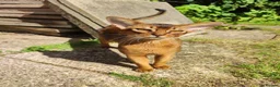 Abyssinian cats for sale: Very loyal and affectionate Abyssinian boy - Advert 8