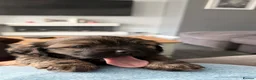 Mixed Breed dogs for sale: Schweenie puppy left looking for her forever home in Neath - Advert 5
