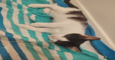 Mixed Breed cats - Advert 16