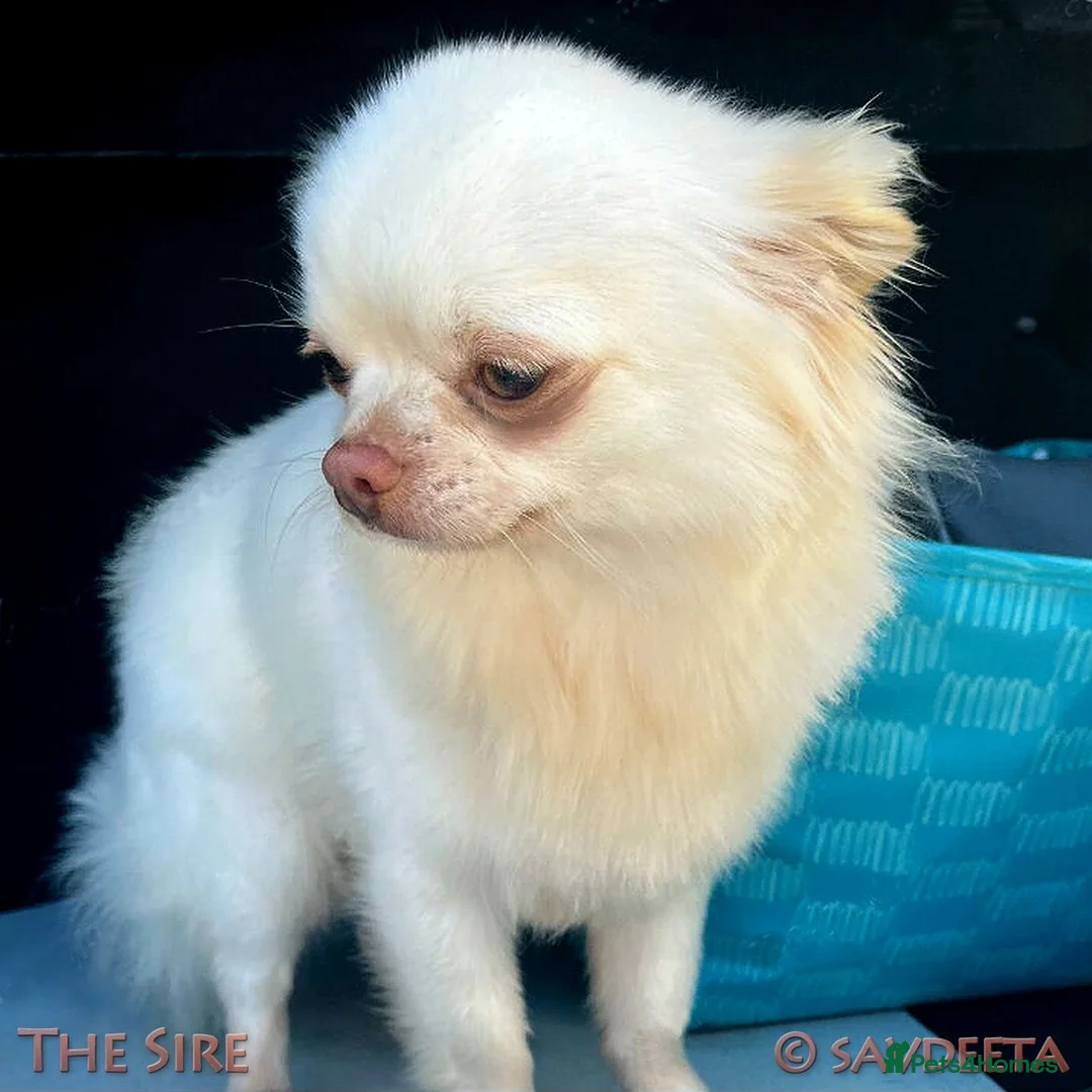Chihuahua dogs for sale: Adorable KC Reg Long-coat Chihuahua Puppy - Advert 11
