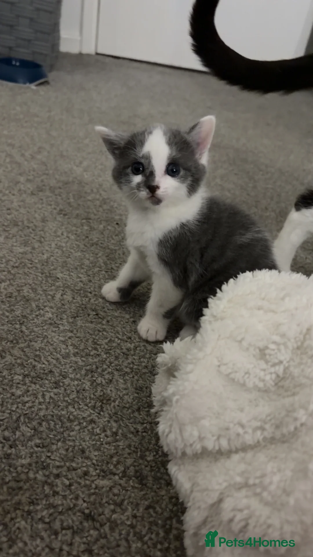 Mixed Breed cats for sale: 3 gorgeous cuddly kittens  - Advert 6