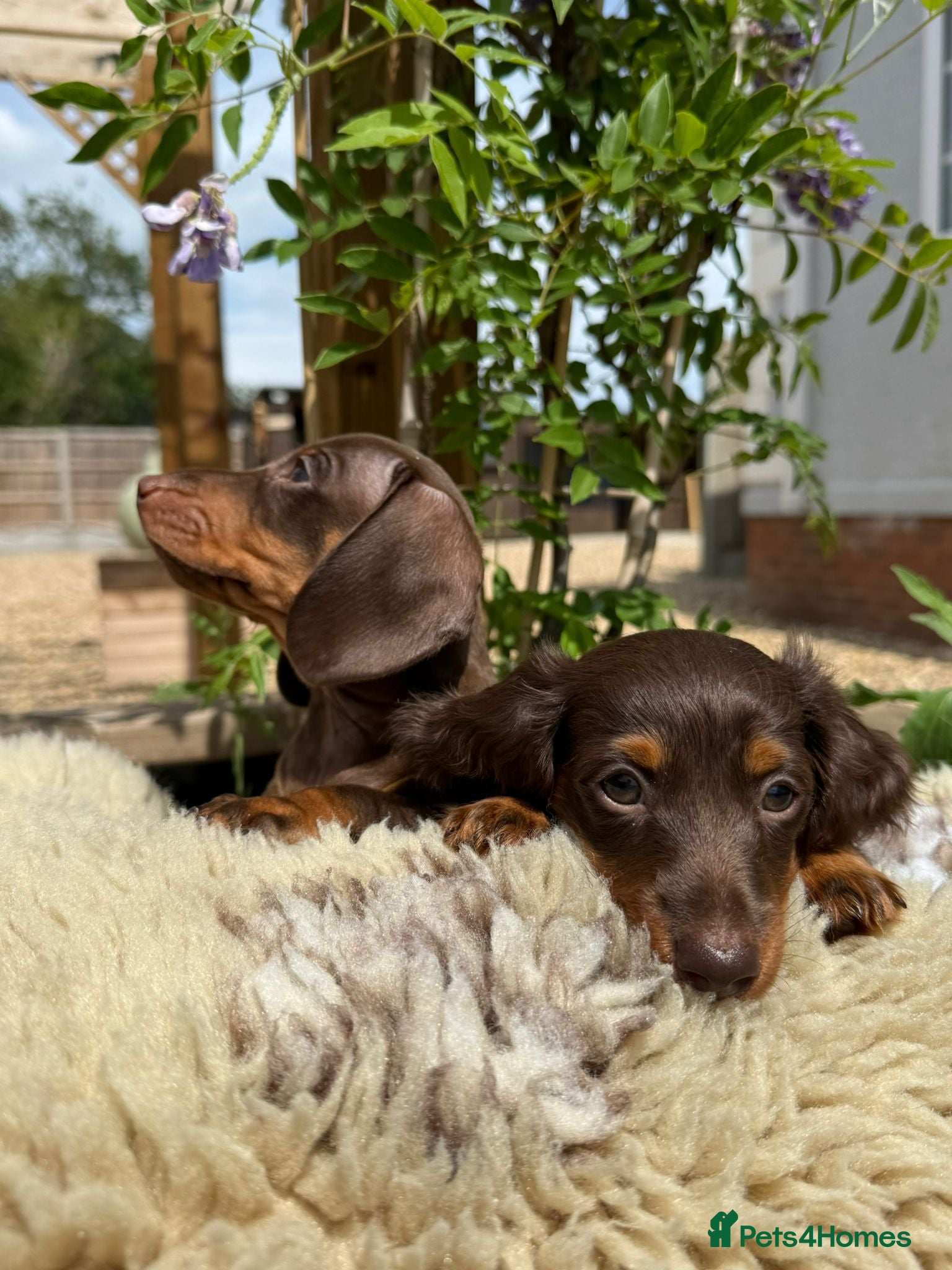 Miniature Dachshund dogs Miniature Dachshund Puppies  - Advert 12