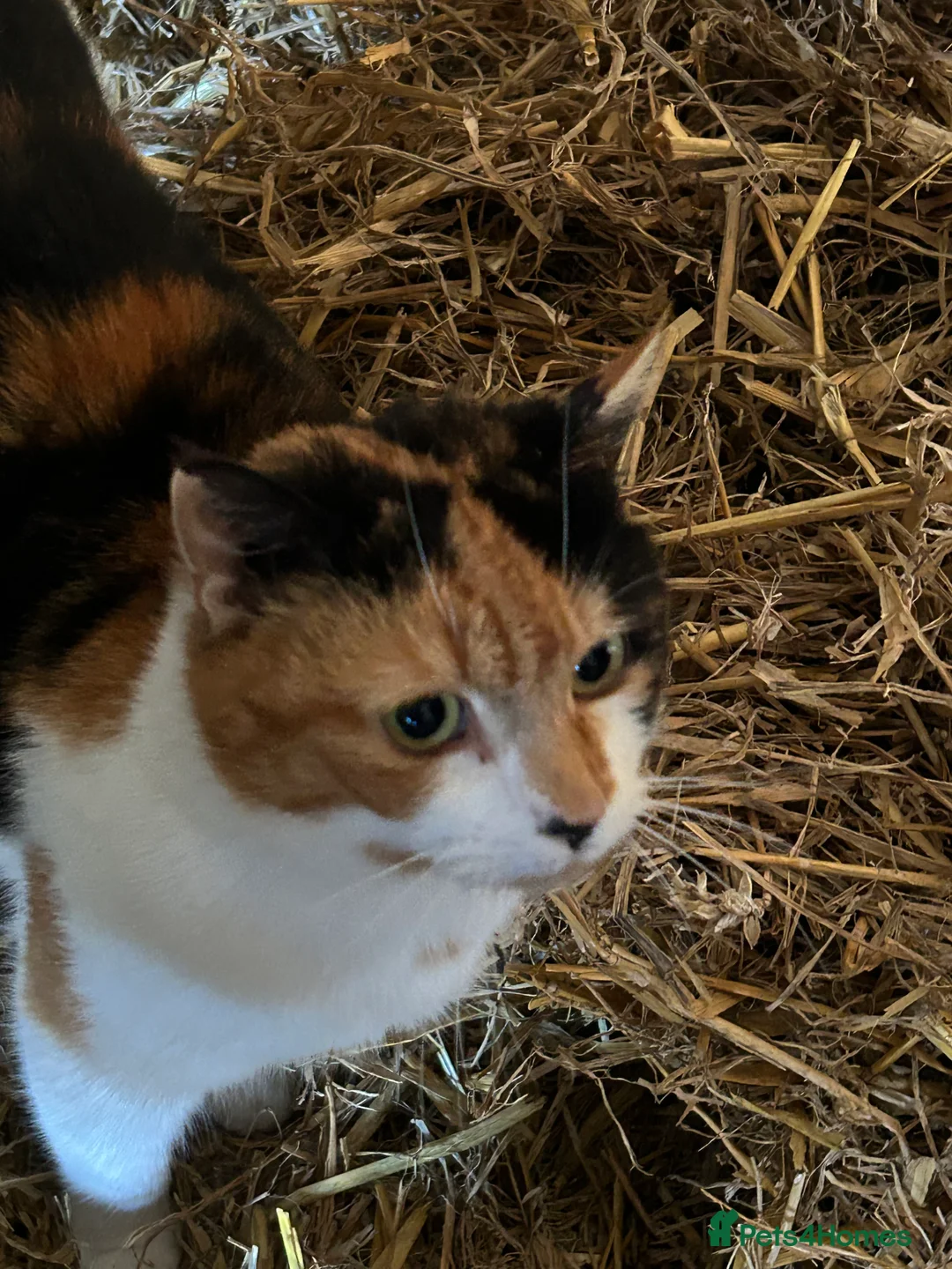 Mixed Breed cats for sale: Gorgeous Ginger Farm Kittens  - Advert 2