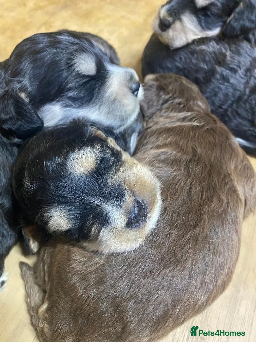 Cockapoo dogs for sale: F1 Generation Cockapoo puppies for sale  - Advert 2