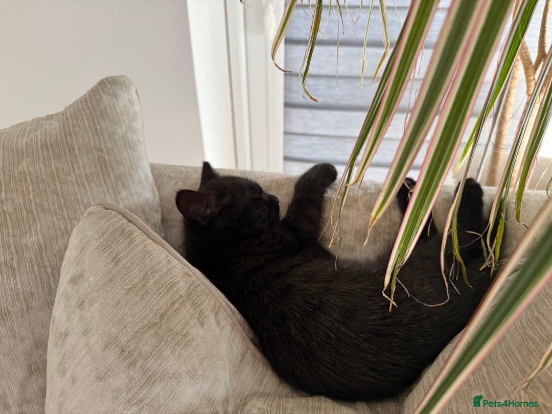 Persian cats for sale: Persian mix kittens for sale  - Image 2