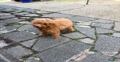 Poodle dogs - Advert 2