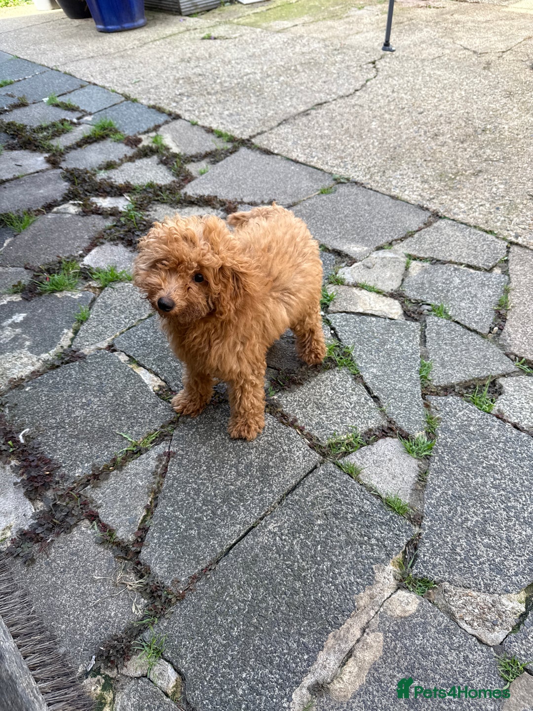 Poodle dogs for sale: Beautifull poodles - Image 2