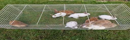 Mixed Breed rabbits for sale: bunnies in Plymouth - Advert 19
