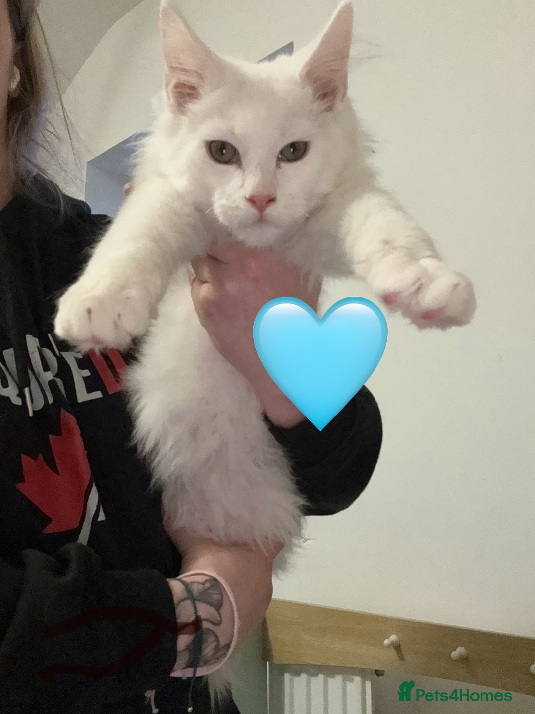 Maine Coon cats for sale: Large Maine coon kittens  - Advert 7