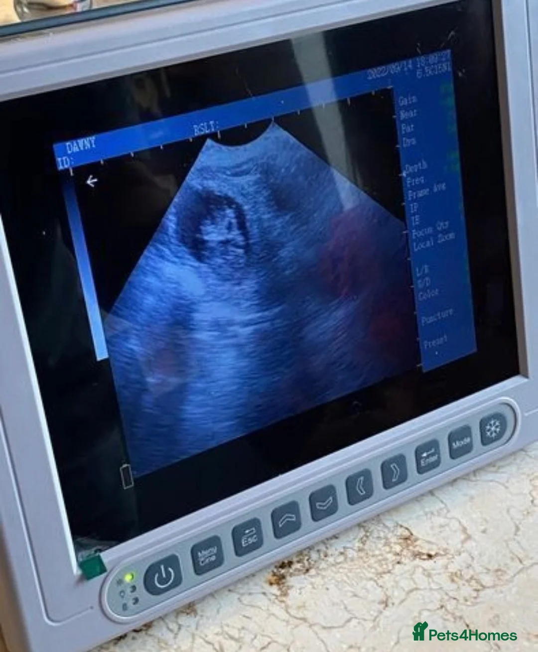 Standard Poodle dogs for stud: Champion Proven Gentle Poodle Available for Stud in Swindon - Advert 14