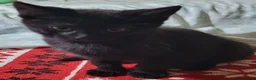 Domestic Shorthair cats for sale: Ready to Fly the Nest  - Advert 26