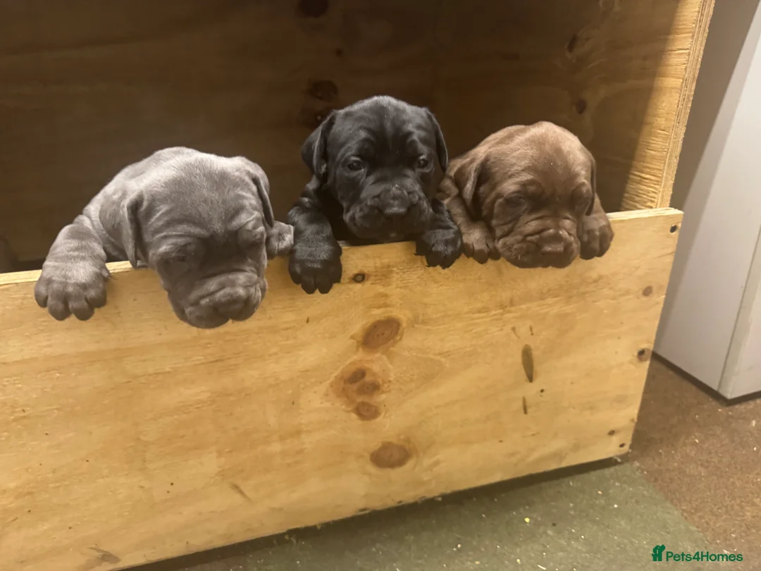 Bandog dogs for sale: Bandog mastiff pups for sale  - Advert 4