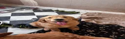 Golden Retriever dogs for sale: Ivys Golden retriever pups 🫶 - Advert 5