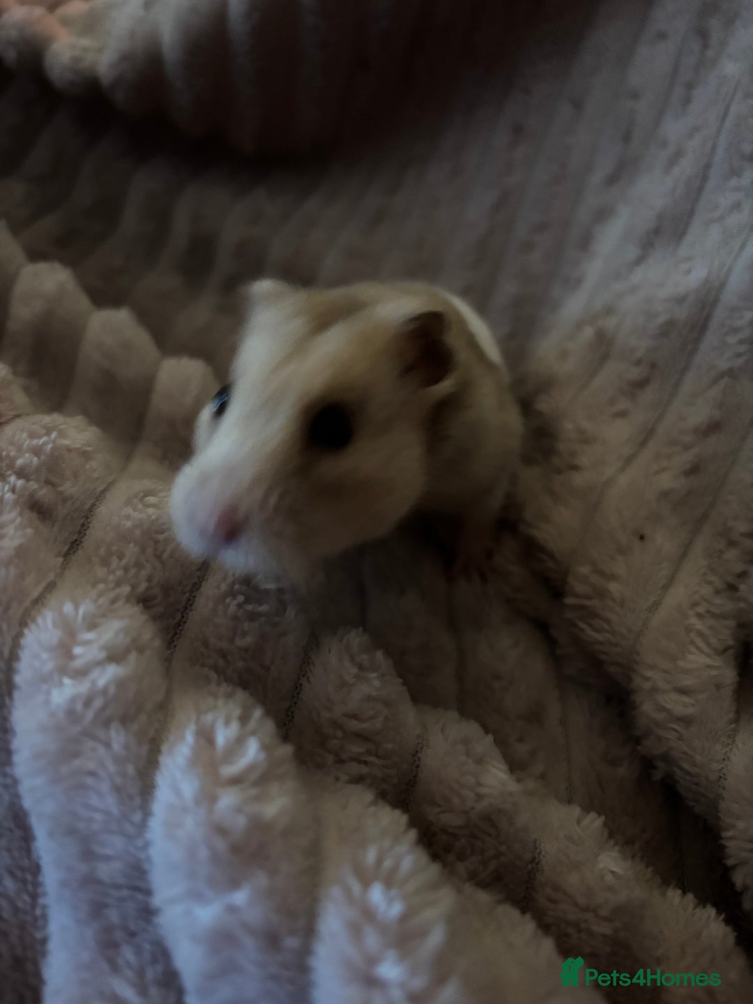 Hamster rodents for sale: Hamster and cage/ essentials for sale  - Advert 4