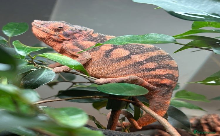 Chameleon reptiles - Advert 1