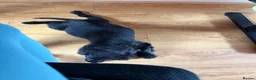 Cocker Spaniel dogs for sale: Beautiful Nala - Advert 5