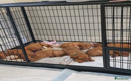 Hungarian Vizsla dogs for sale: Hungarian Vizsla Pups - Image 7