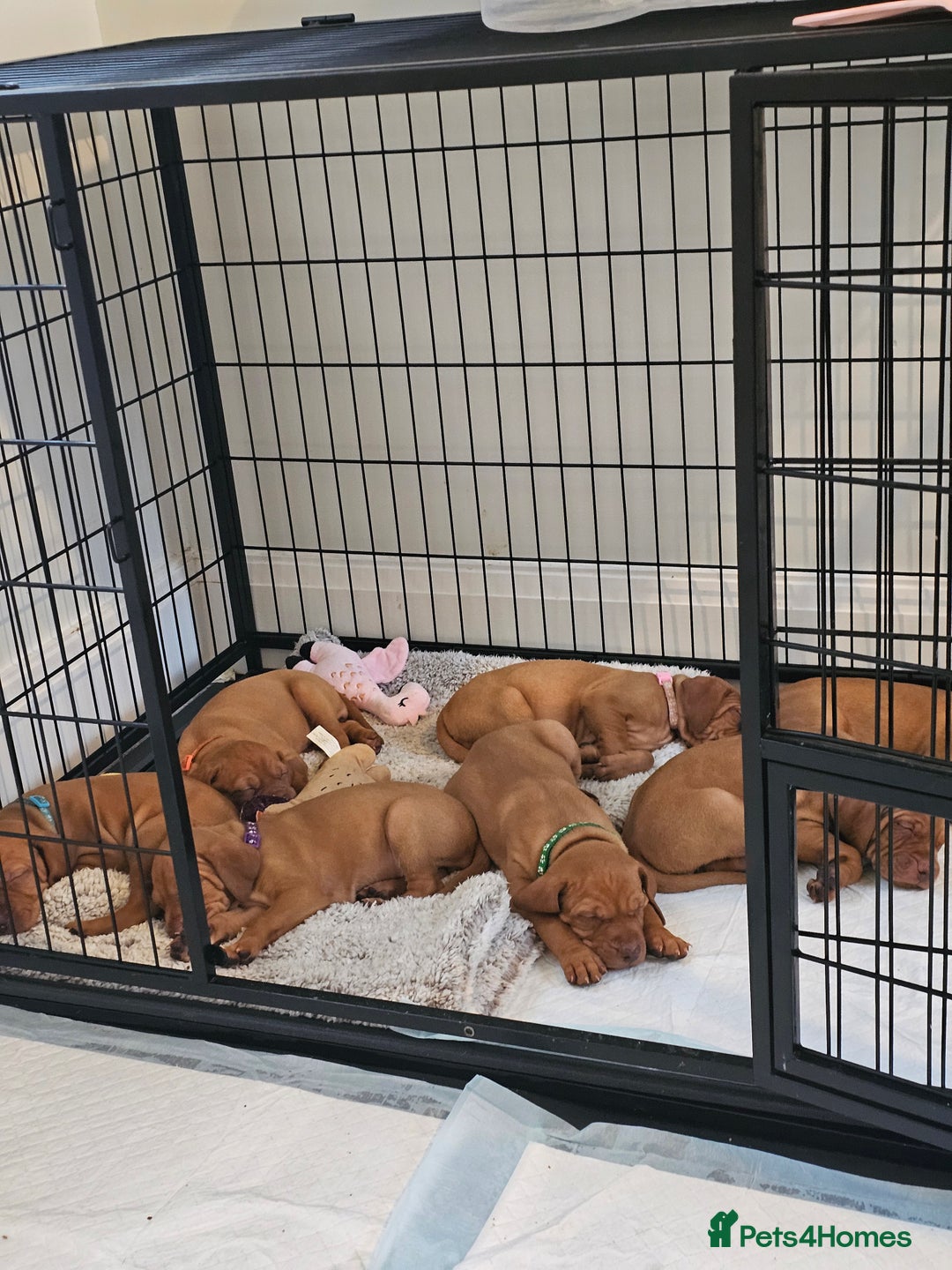Hungarian Vizsla dogs for sale: Hungarian Vizsla Pups - Image 7