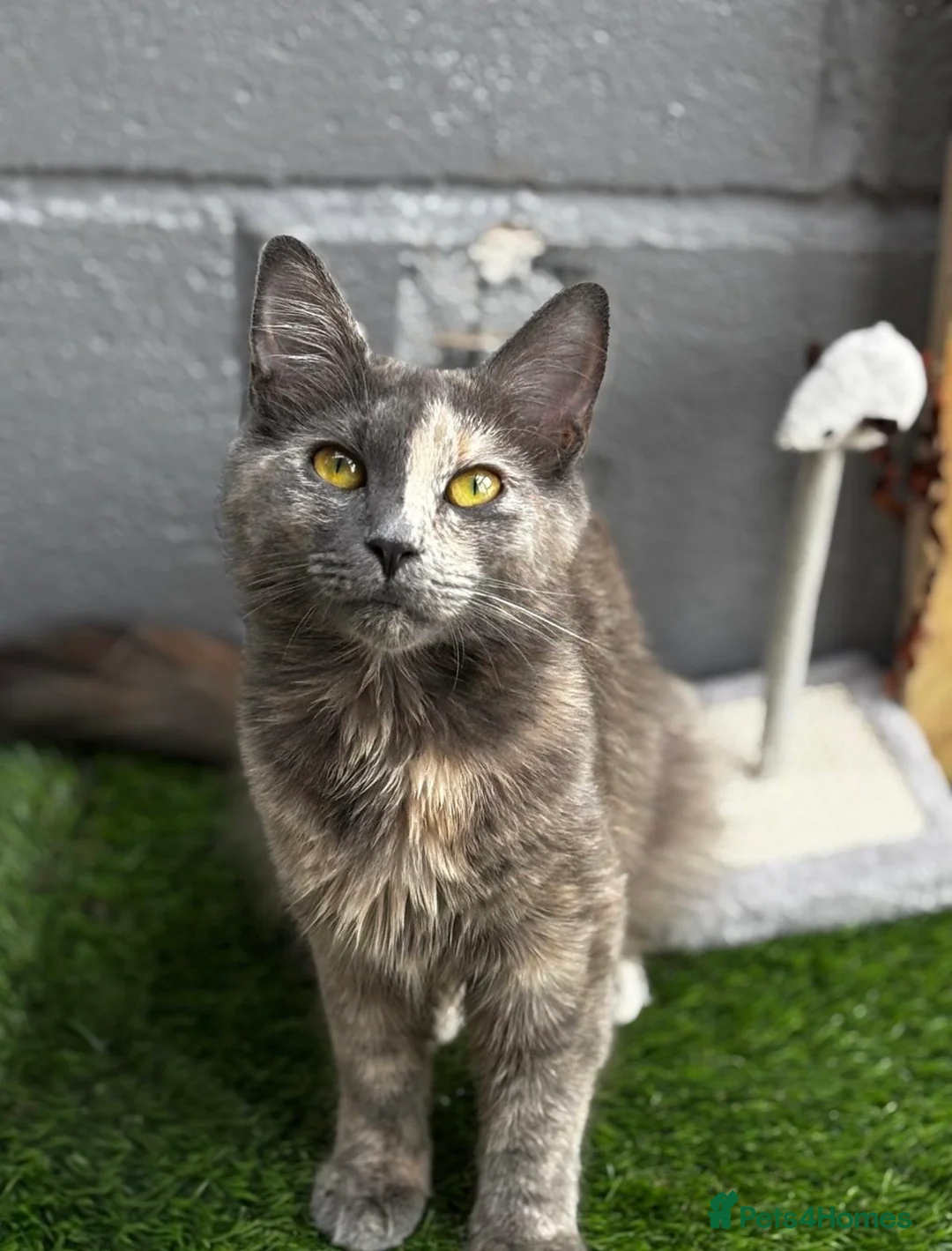 Maine Coon cats for sale: Maine coon cross kittens - Advert 1