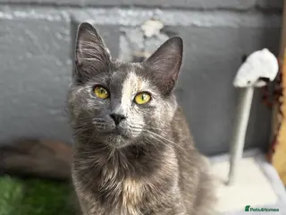 Maine Coon cats Maine coon cross kittens - Advert 1