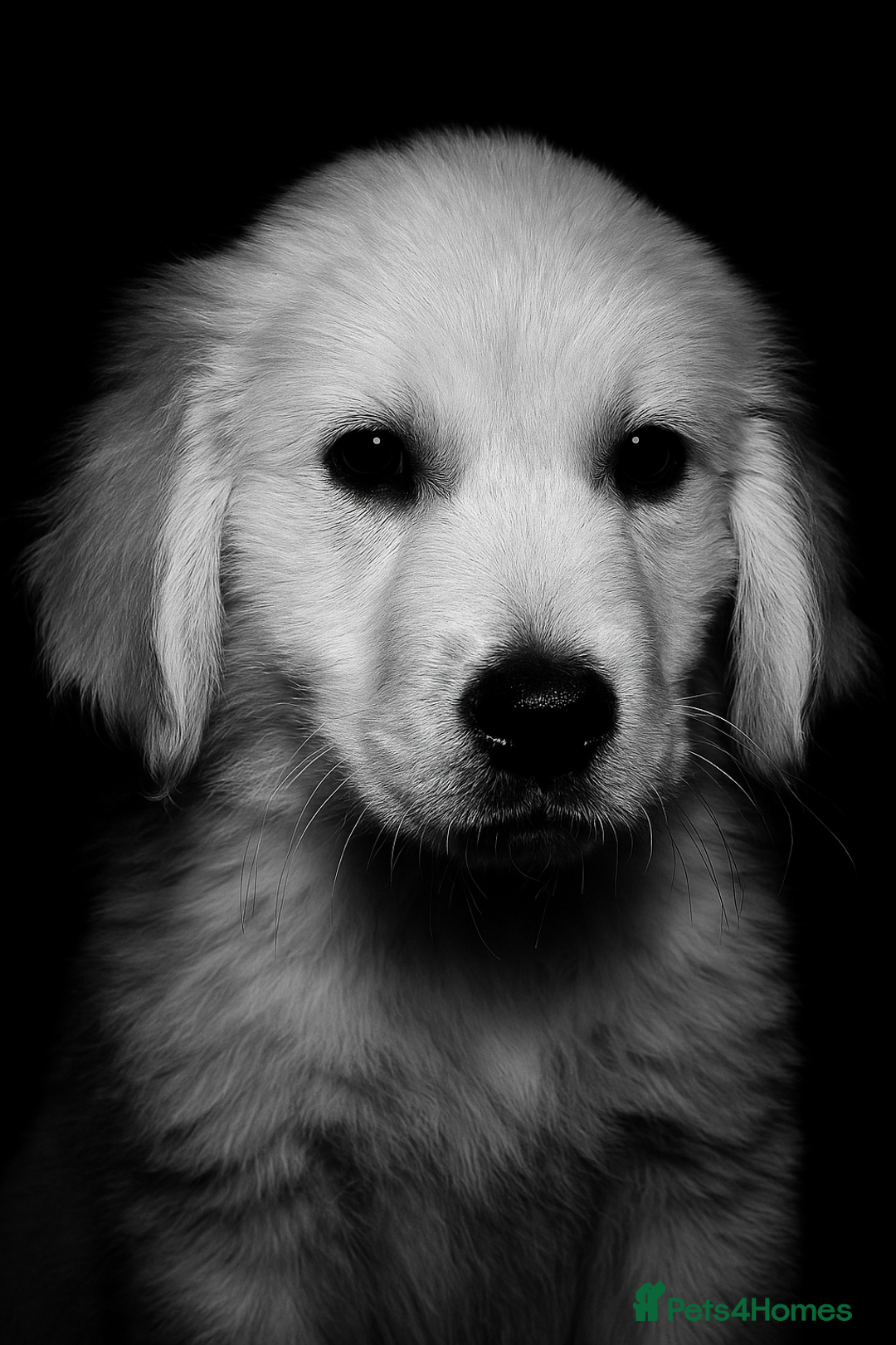 Golden Retriever dogs for sale: Stunning Litter of Golden Retrievers! in Lydbury North - Image 3