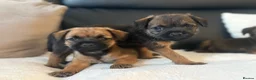 Border Terrier dogs for sale: BORDER TERRIER PUPPIES  in Willenhall - Advert 5