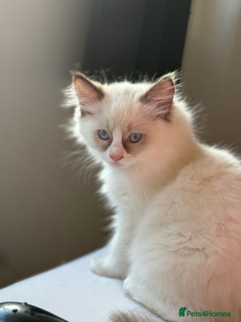 Ragdoll cats - Advert 11