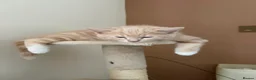 Ragdoll cats for sale: Gorgeous ragdoll cross kittens  - Advert 7