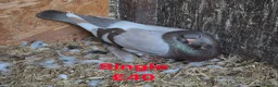 Pigeons birds for sale: Various Pigeons - Advert 6