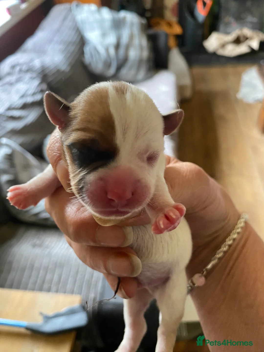 Mixed Breed dogs for sale: Jack Russell x puppies  - Advert 2