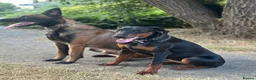 Dobermann dogs for sale: Beautiful 8 Month Old Female Doberman - Advert 3