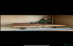 Corn Snake reptiles for sale: Corn snake for sale  - Image 5