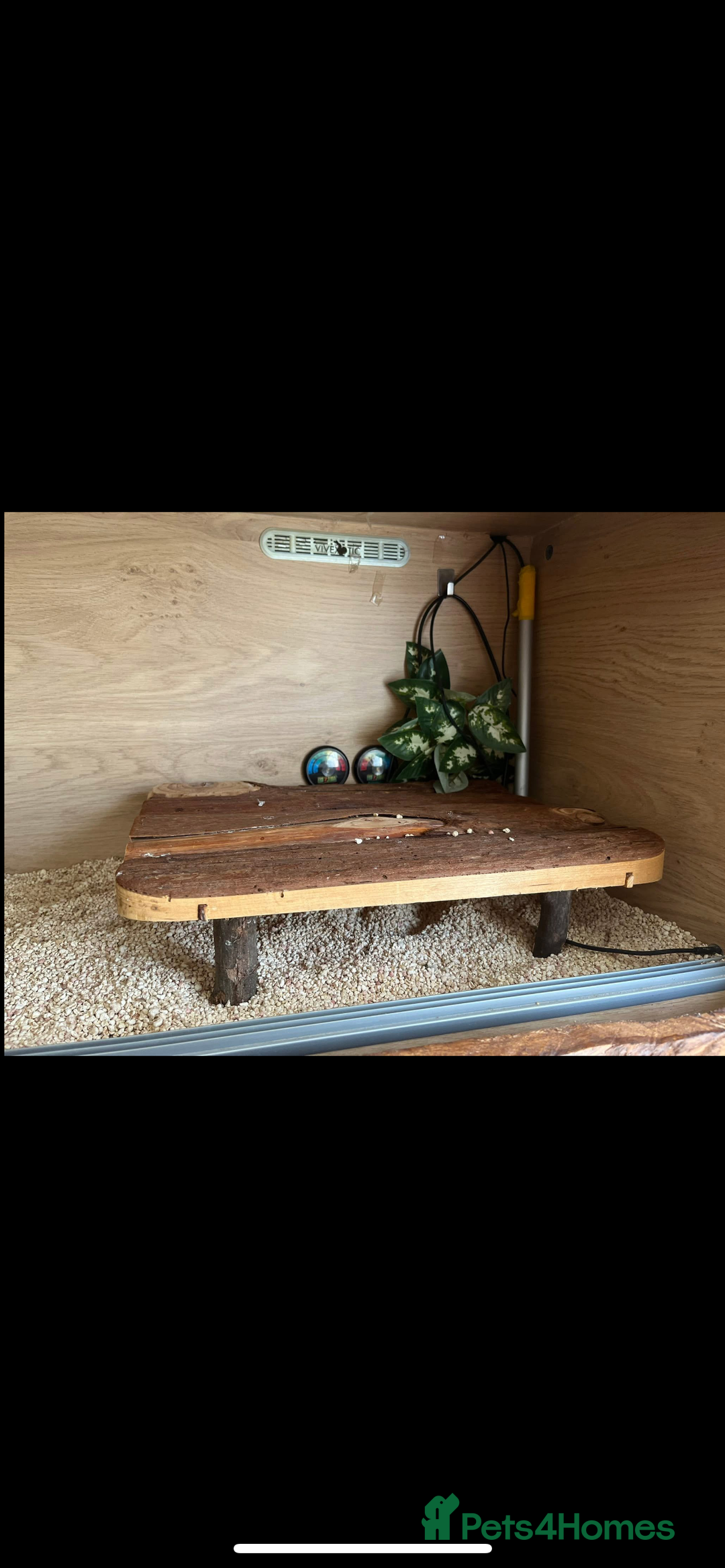 Corn Snake reptiles for sale: Corn snake for sale  - Image 5