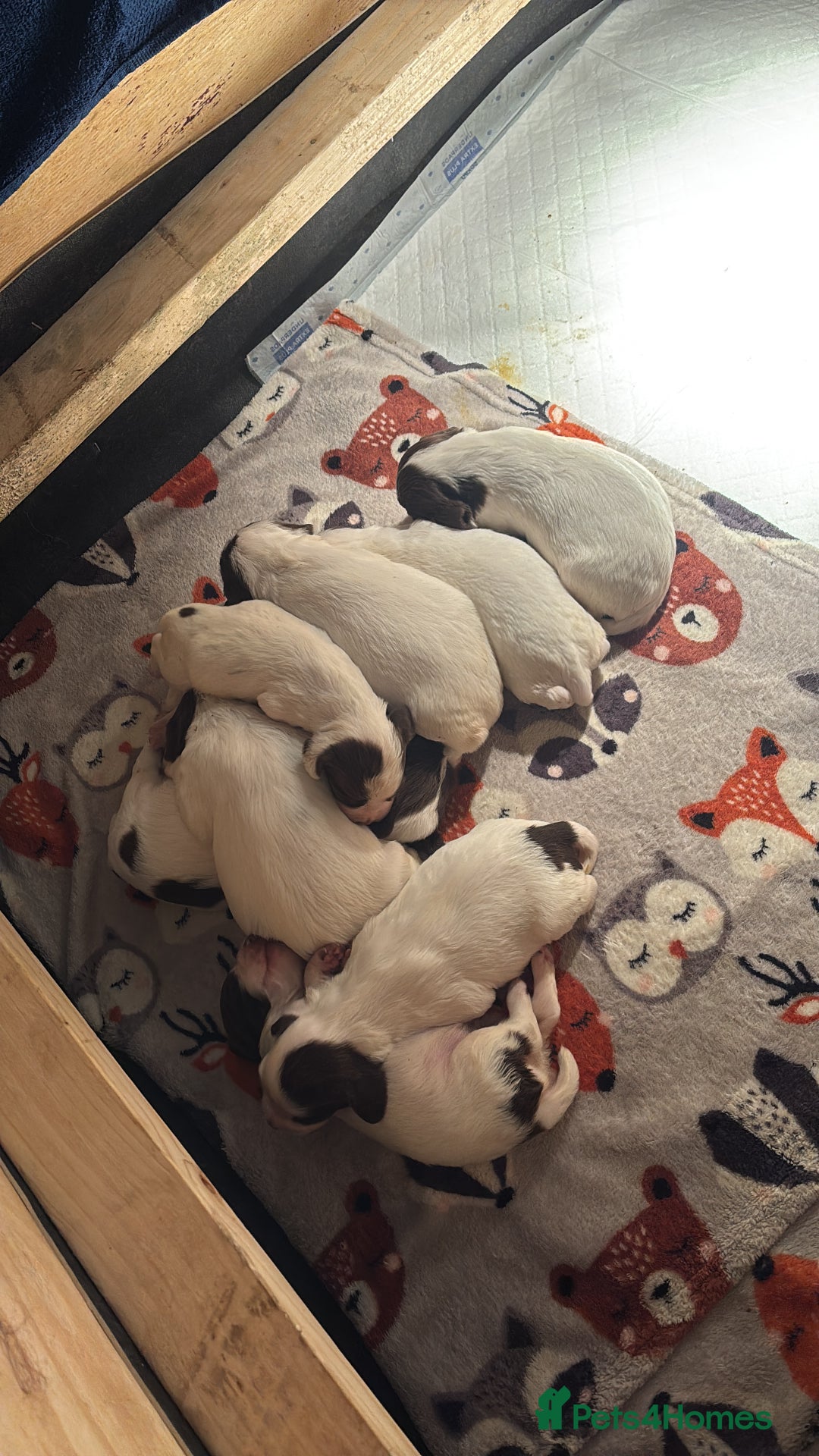 English Springer Spaniel dogs for sale: 7 springer spaniel puppies. Both parents working - Advert 14