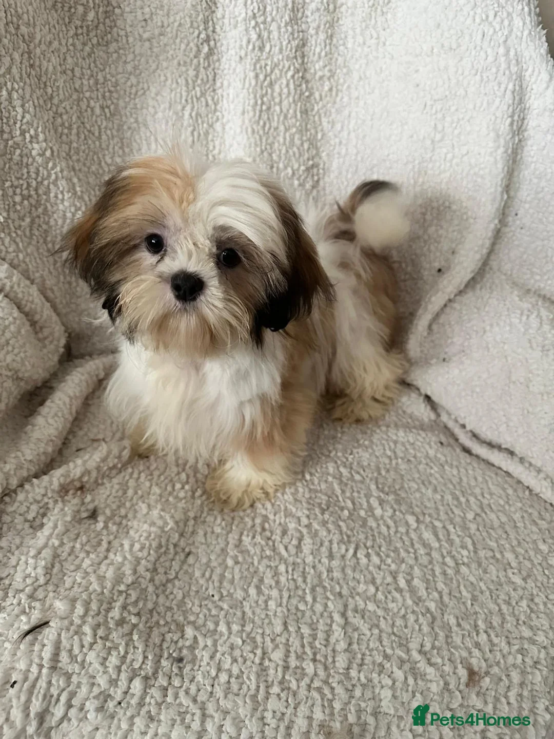 Shih Tzu dogs for sale: 4 Shih Tzu bitches - Advert 5