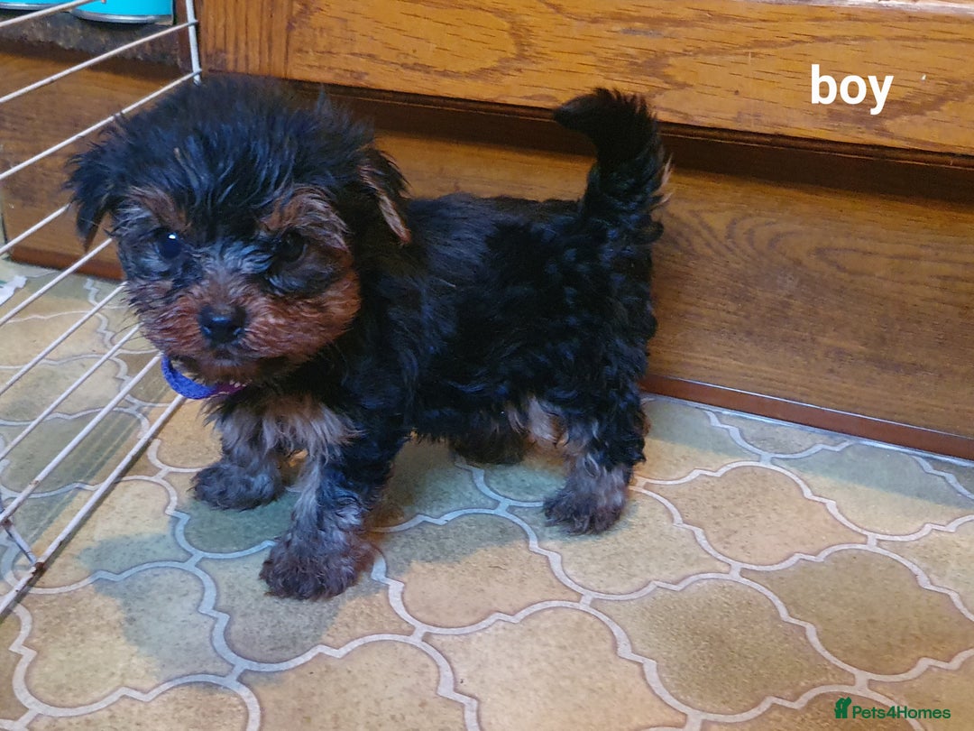 Yorkshire Terrier dogs for sale: Yorkshire terrier puppies 2 girls  - Advert 6