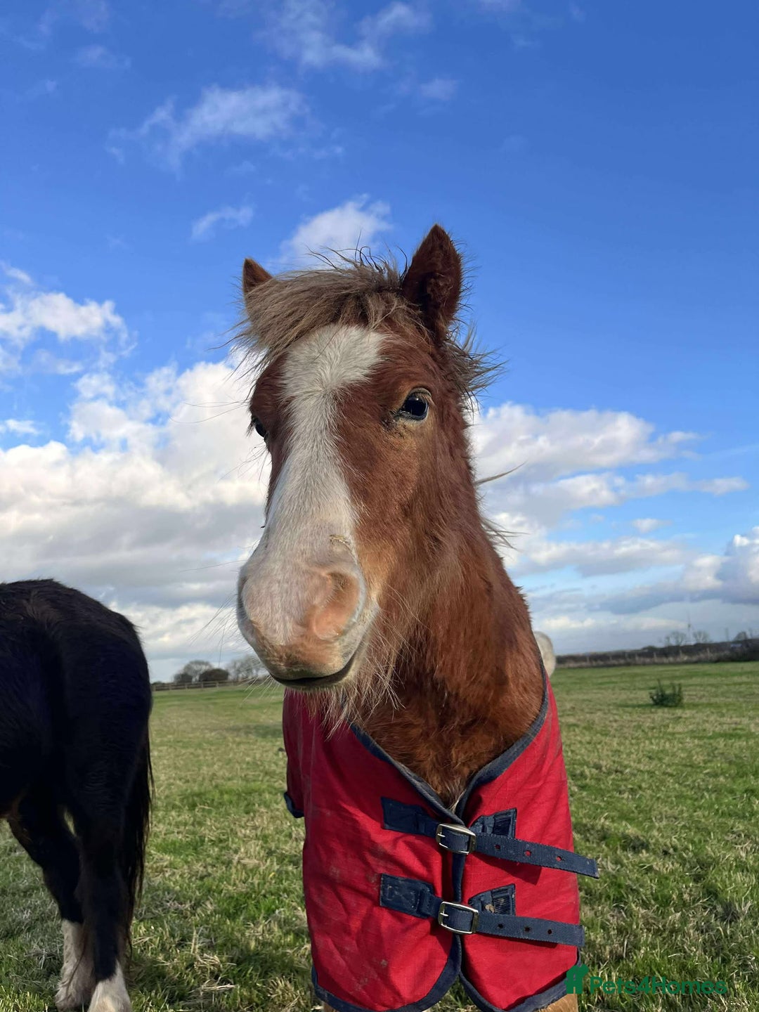 Welsh Section A horses for sale: Tame Gelding etm 11.2hh Kids Lead Rein Riding Pony - Advert 5