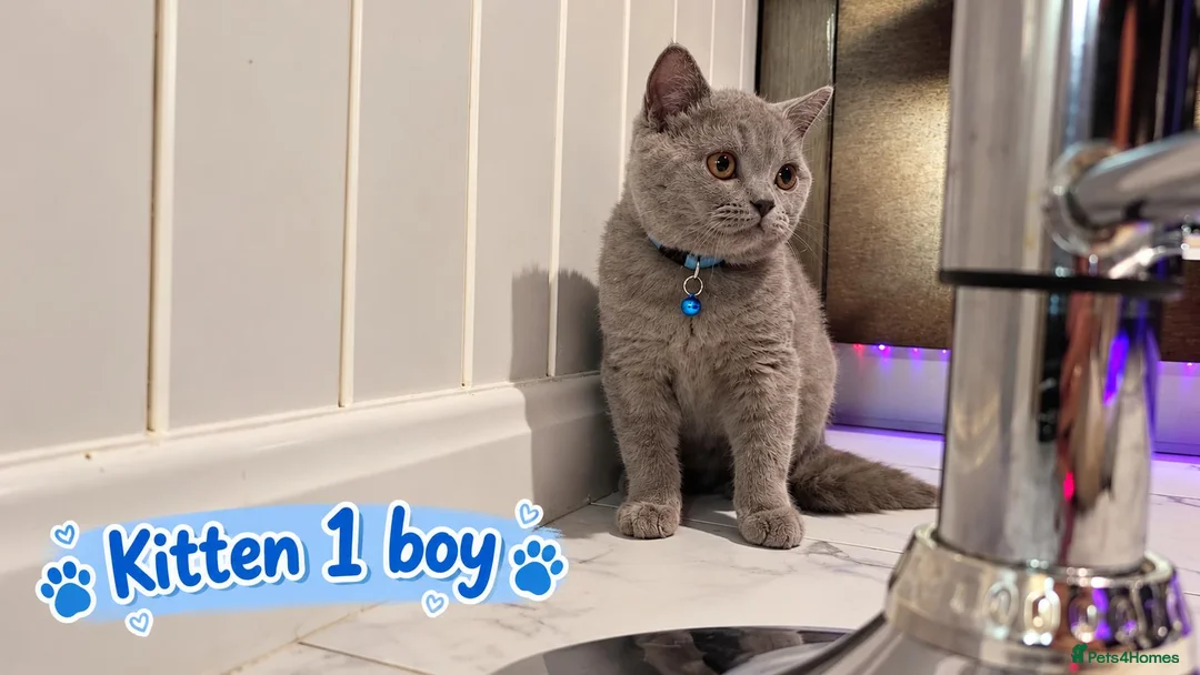 British Shorthair cats for sale: 🐾 Beautiful British Blue Kittens Available! 🐾💙 - Advert 2