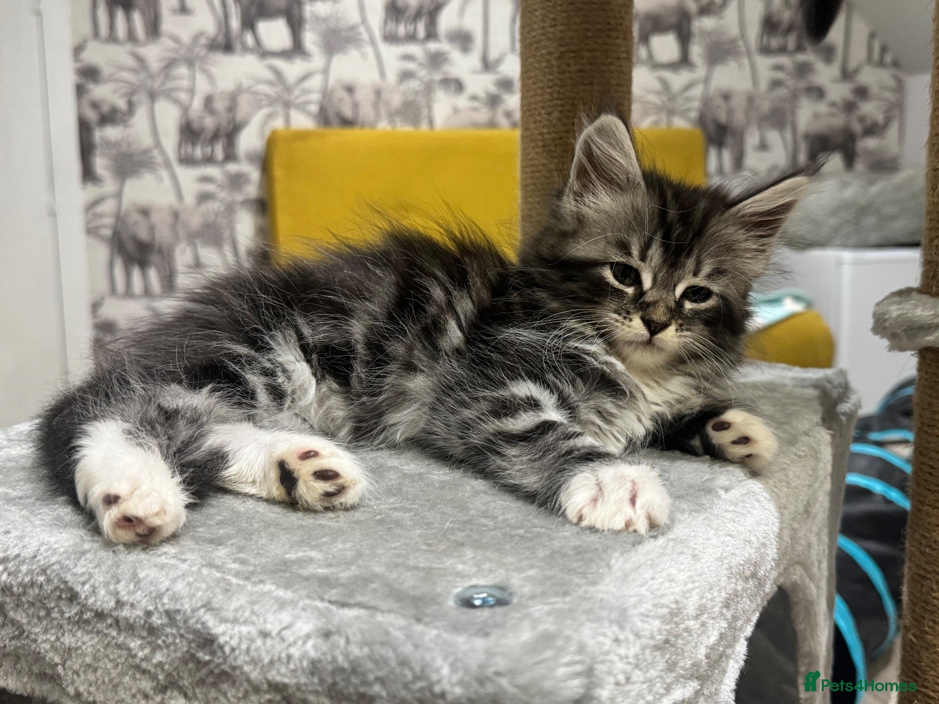 Maine Coon cats Maine coon cross - Advert 2