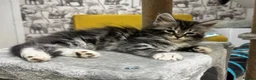 Maine Coon cats for sale: Maine coon cross - Advert 8
