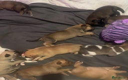 Mixed Breed dogs for sale: Bullsky puppies  - Advert 17
