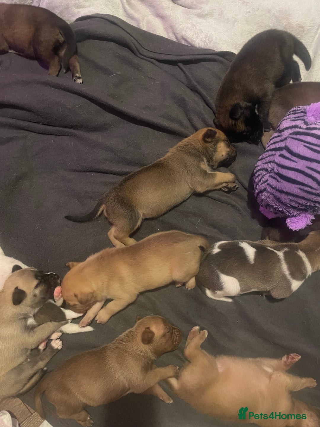 Mixed Breed dogs for sale: Bullsky puppies  - Advert 17