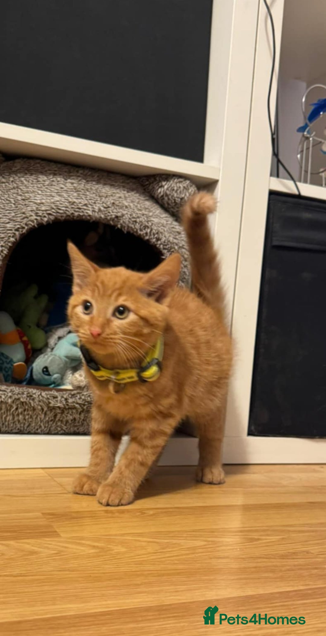 Mixed Breed cats for sale: Kittens ready to leave now  - Advert 9