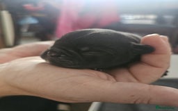 French Bulldog dogs for sale: 3 female french bulldogs - Advert 15