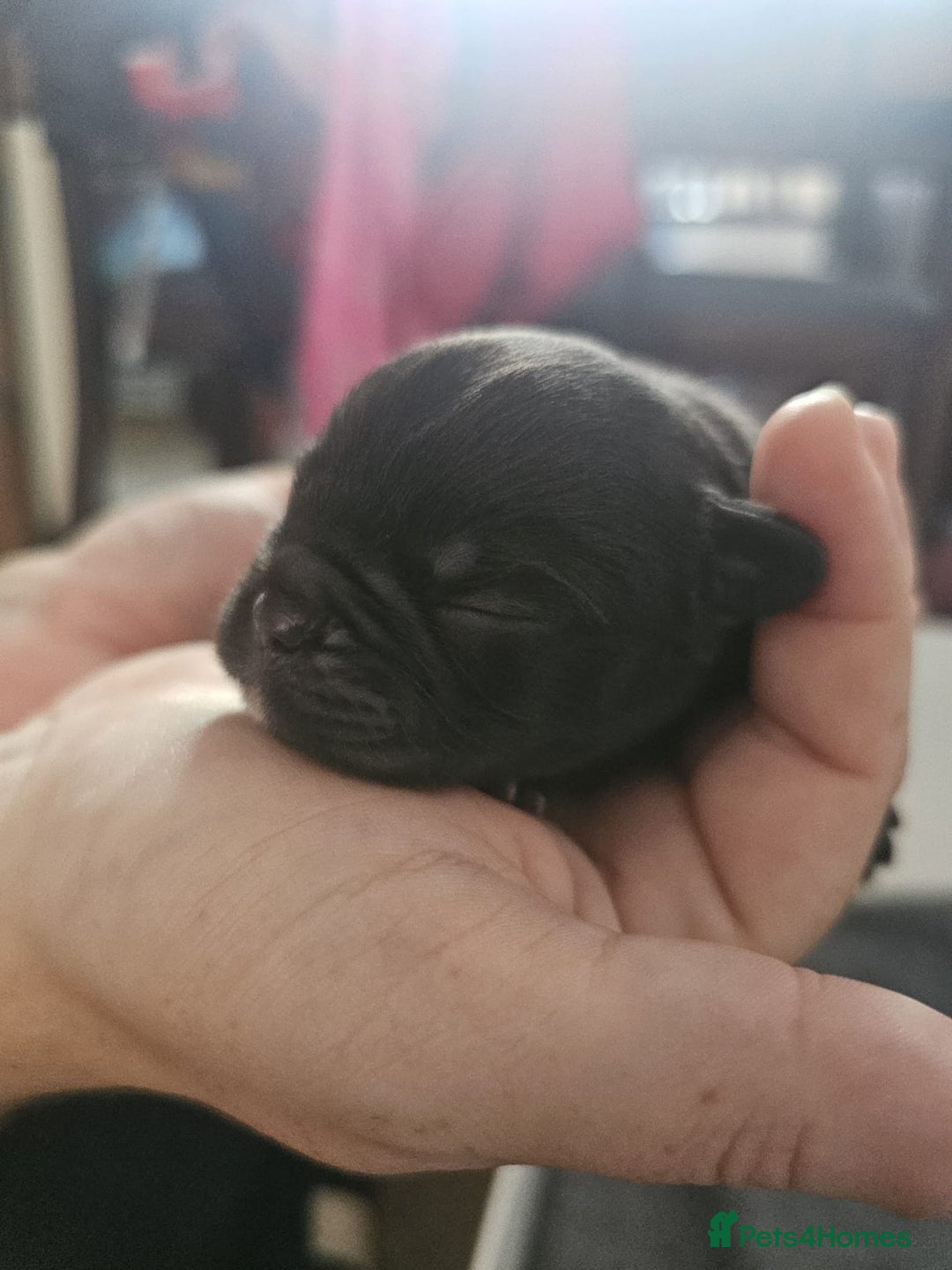 French Bulldog dogs for sale: 3 female french bulldogs - Advert 15