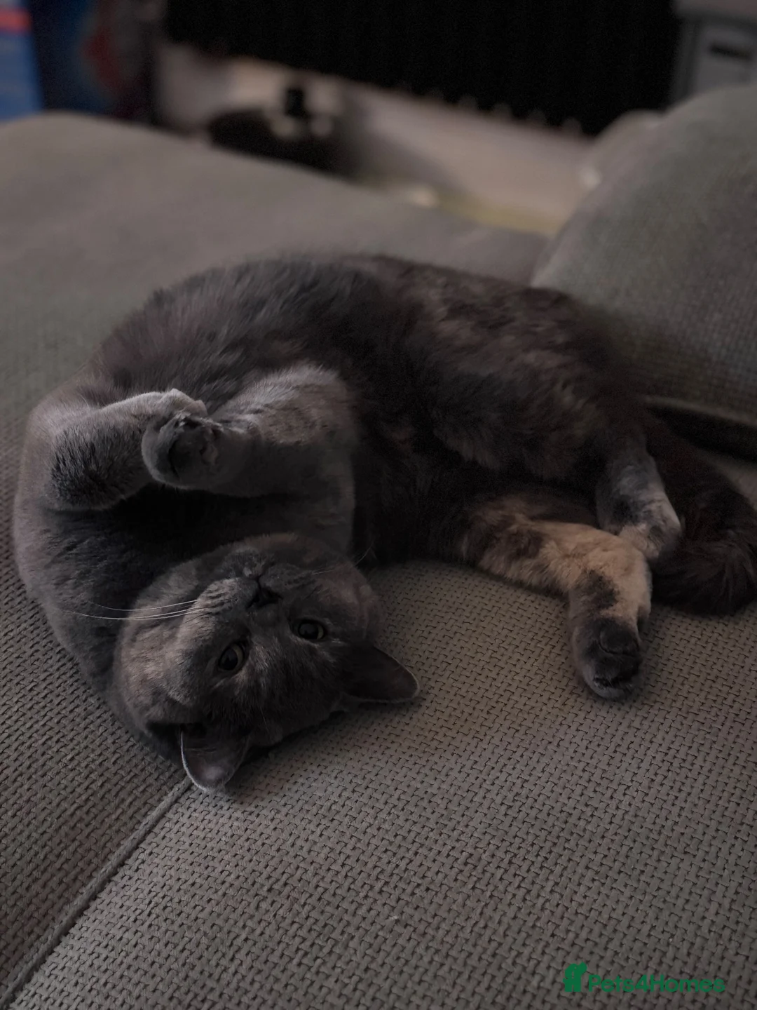 British Shorthair cats for sale: GCCF Registered British Shorthair  - Advert 2