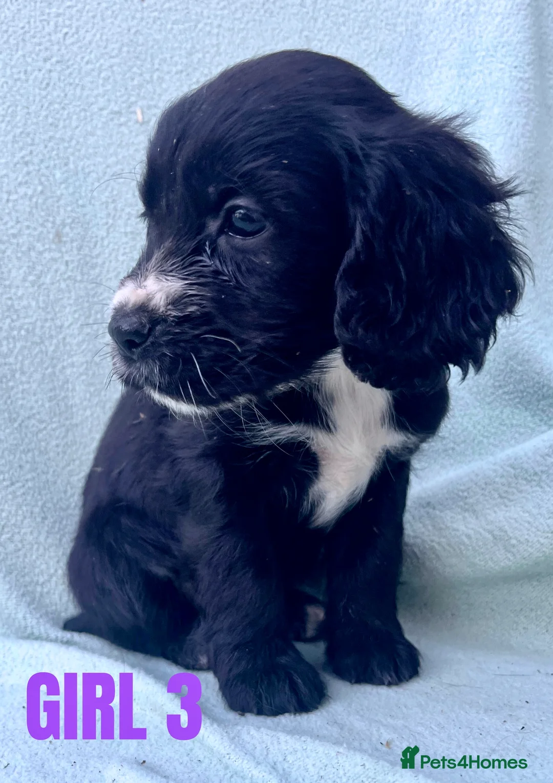 Cockapoo dogs for sale: ONE BOY LEFT.  F1 COCKAPOO - Advert 22