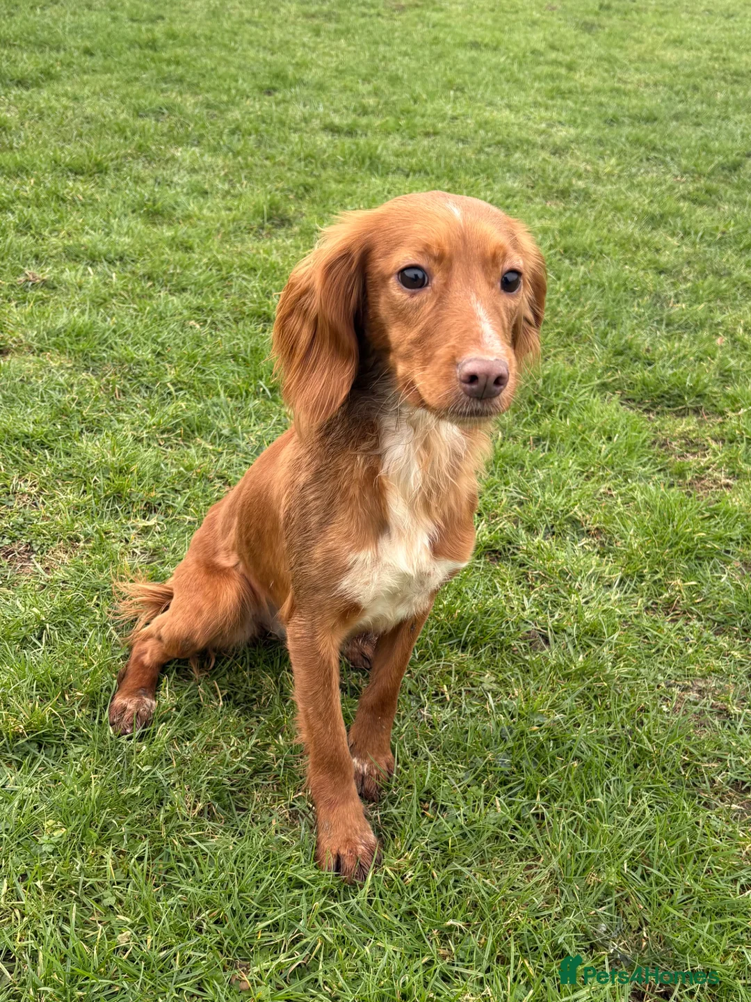 Cocker Spaniel dogs for sale: 15 Month Old Cocker Spaniel Bitch in Gillingham - Advert 1