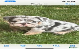 English Bulldog dogs for stud: Almighty Enzo Direct Iceman Son in Wirral - Image 12