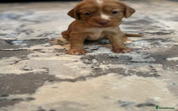 Cocker Spaniel dogs for sale: Cocker spaniel puppies  - Image 12
